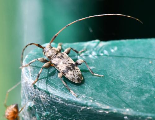 Leiopus femoratus